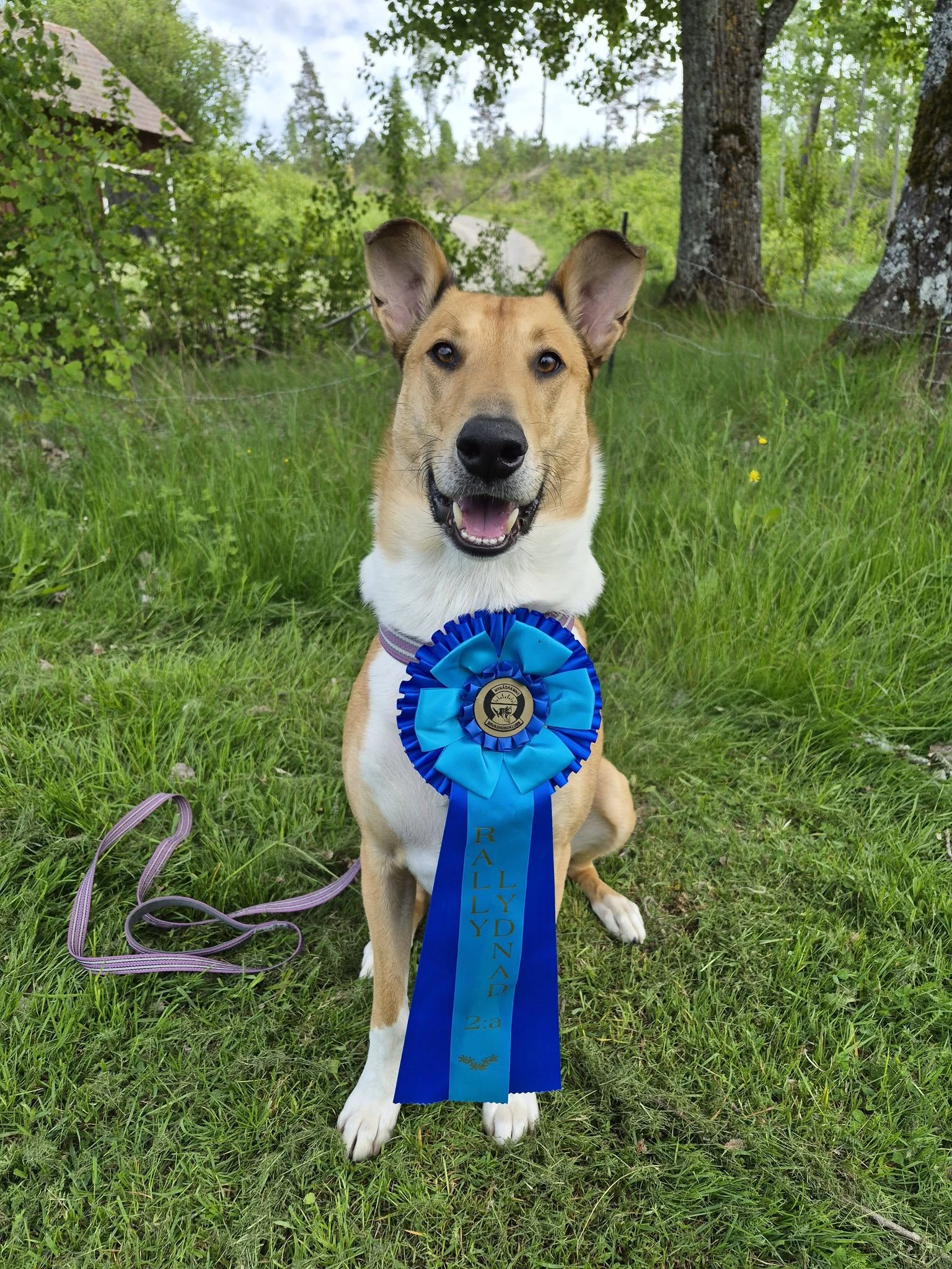 Harry & Anna- Karin har gjort två kvalificerade rundor i Rallylydnaden!
